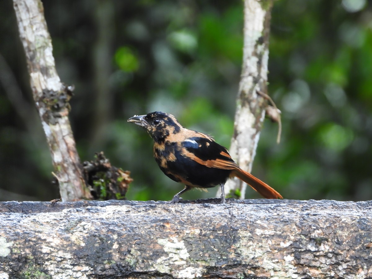 White-lined Tanager - Jose Fernando Sanchez O.