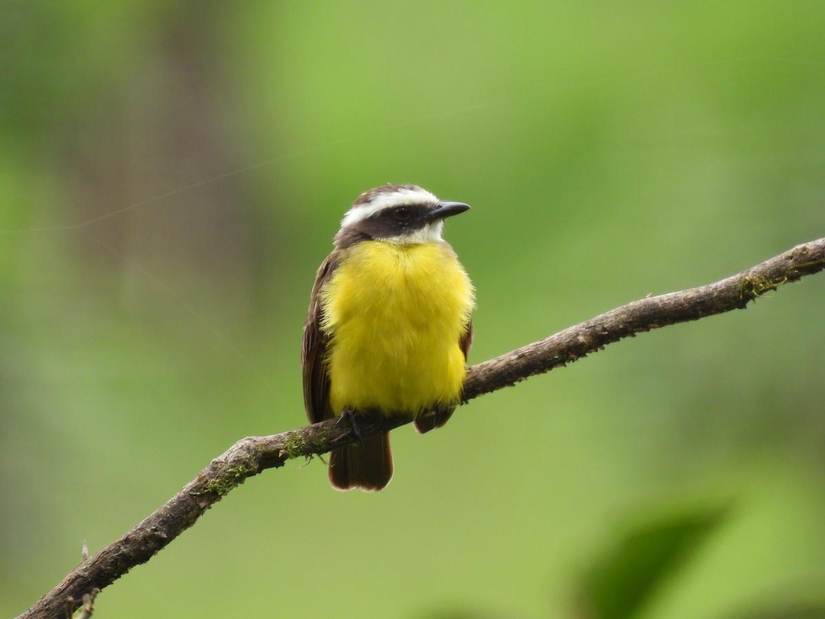 Rusty-margined Flycatcher - Shawn McMahon