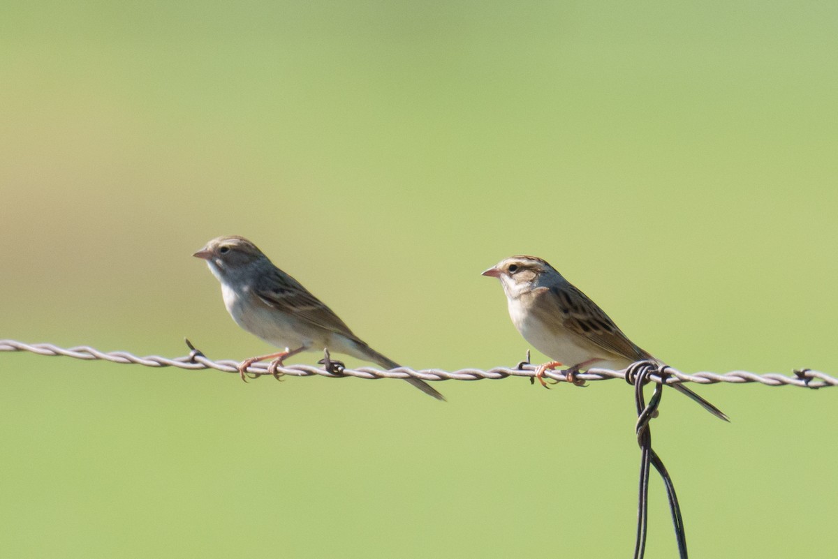 Clay-colored Sparrow - ML624053156