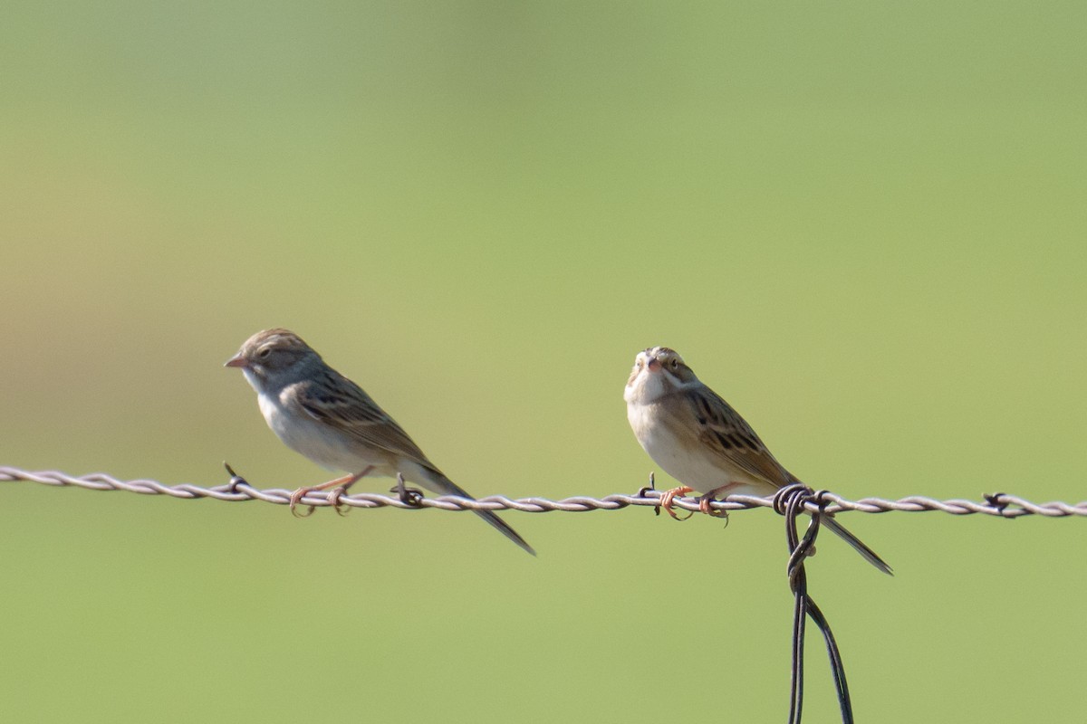 Clay-colored Sparrow - ML624053157