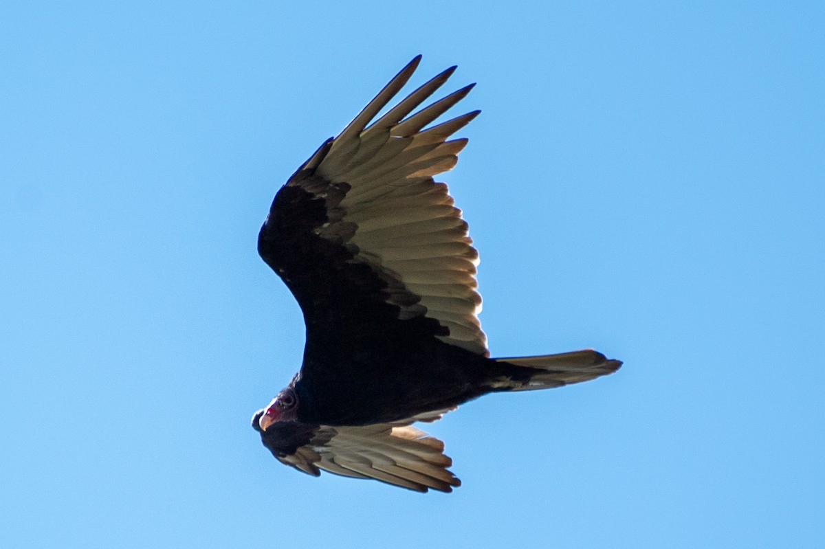 Turkey Vulture - ML624053166