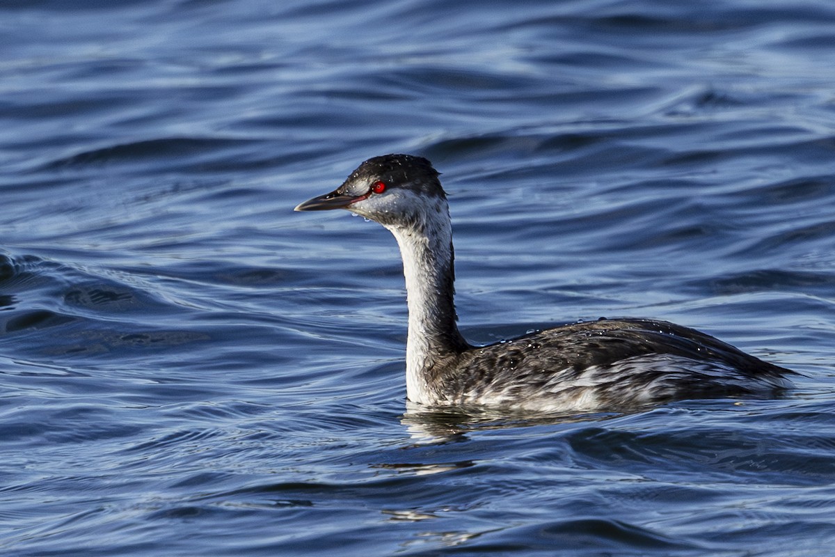 Horned Grebe - Jef Blake