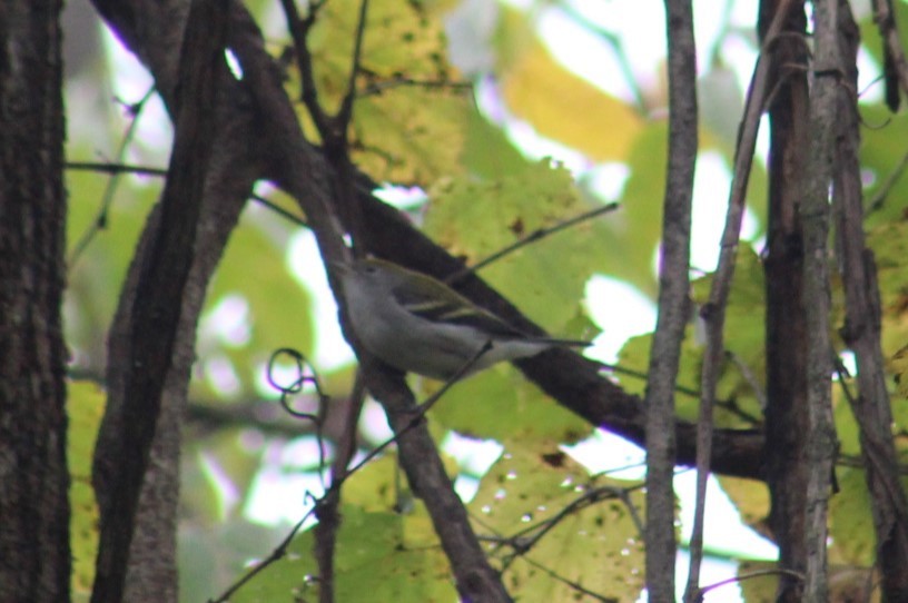 Chestnut-sided Warbler - ML624053171