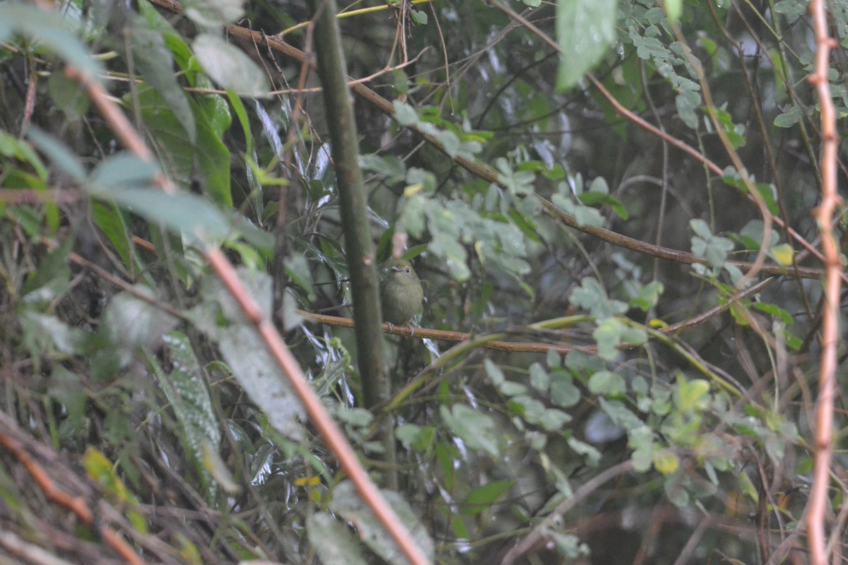 Swallow-tailed Manakin - ML624053172