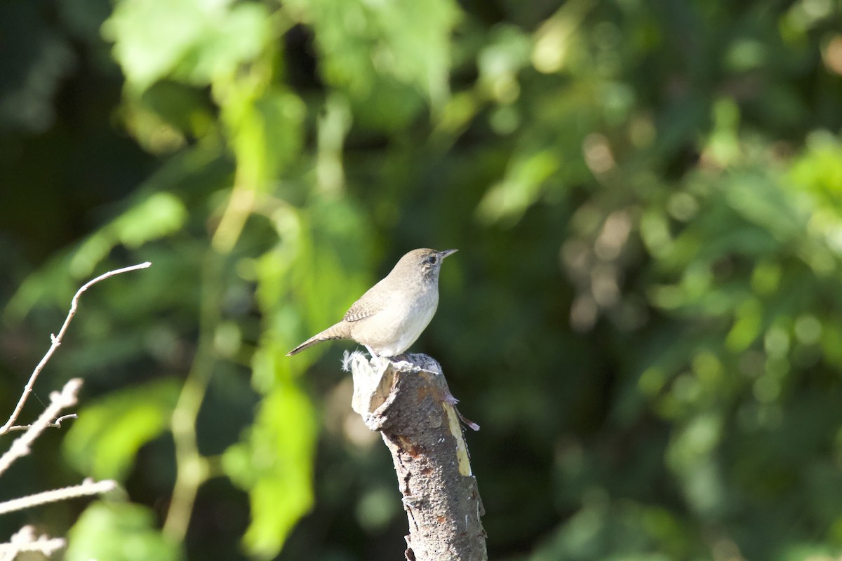 House Wren - ML624053175