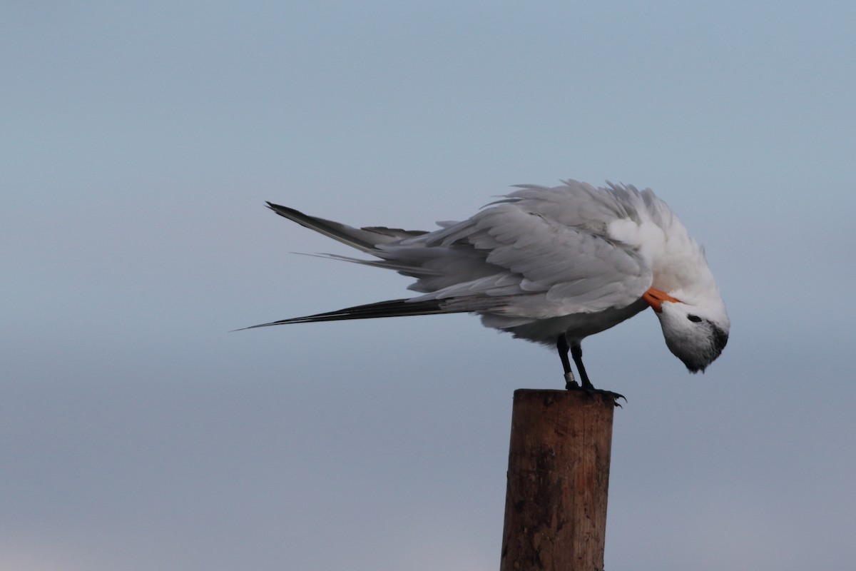 Royal Tern - ML624053190