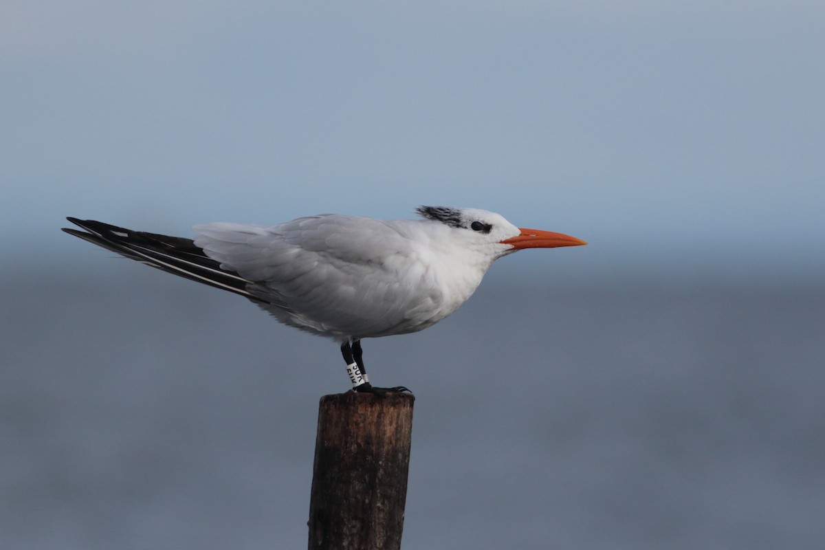 Royal Tern - ML624053191