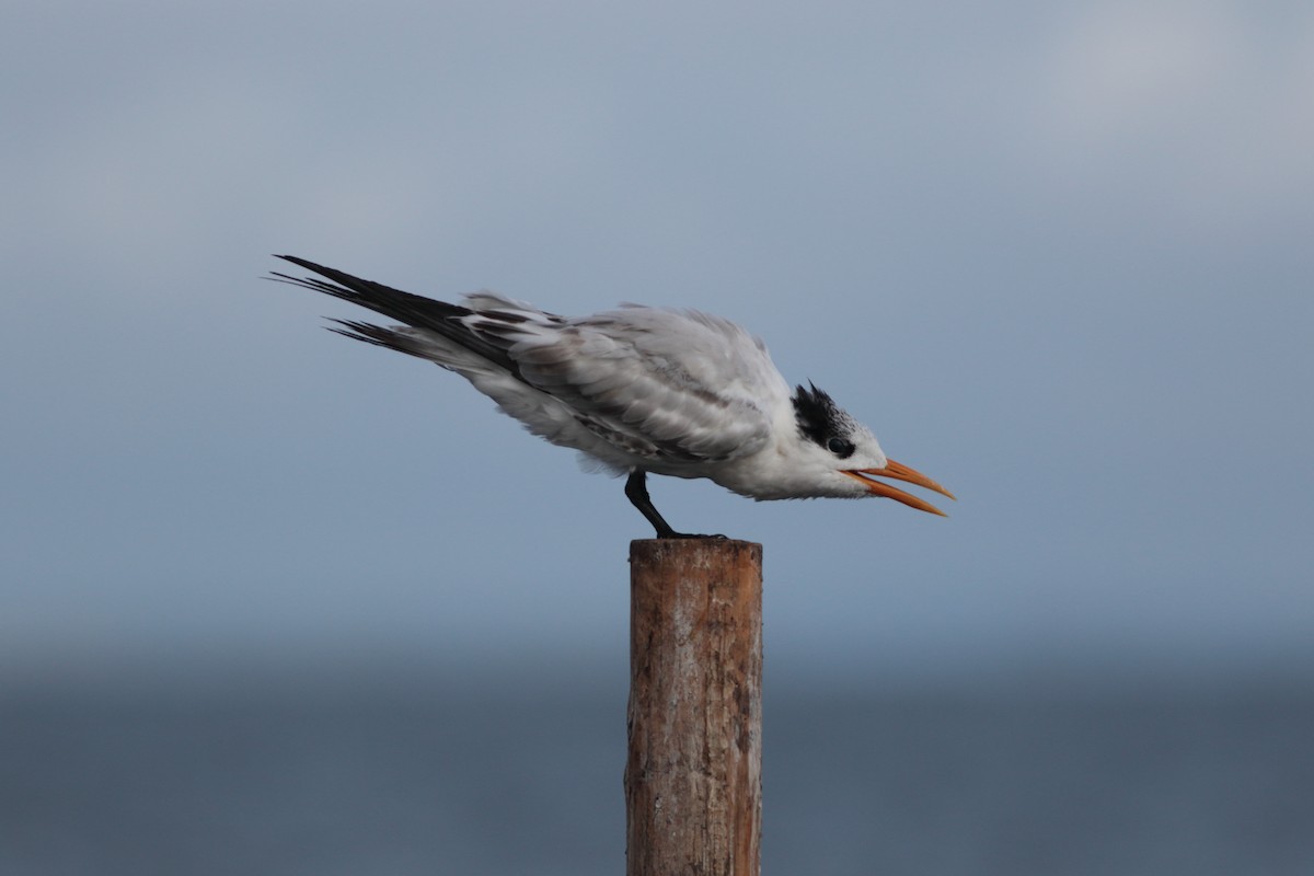 Royal Tern - ML624053192