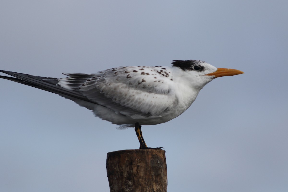 Royal Tern - ML624053195