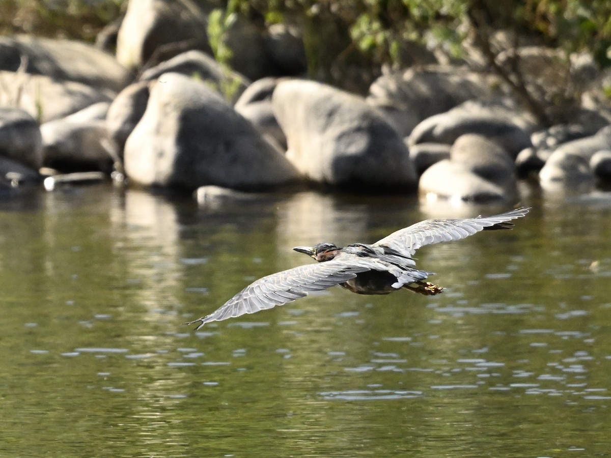 Green Heron - ML624053205