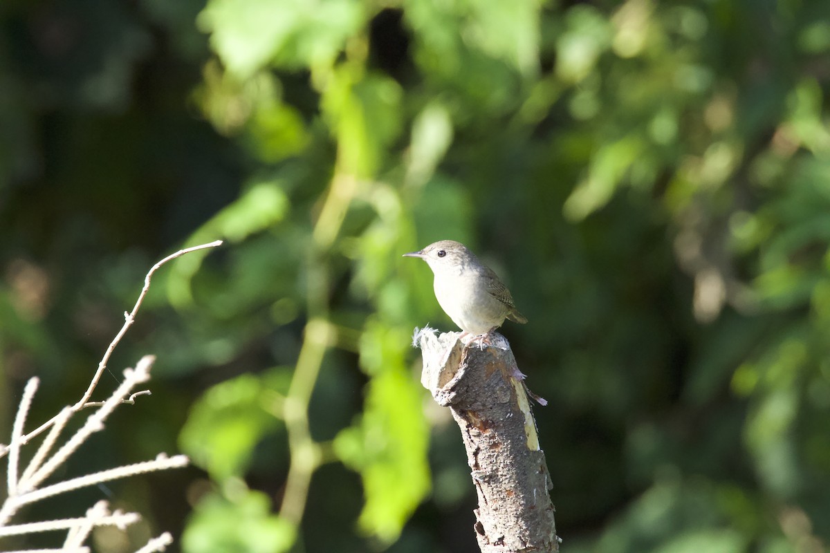 House Wren - ML624053217