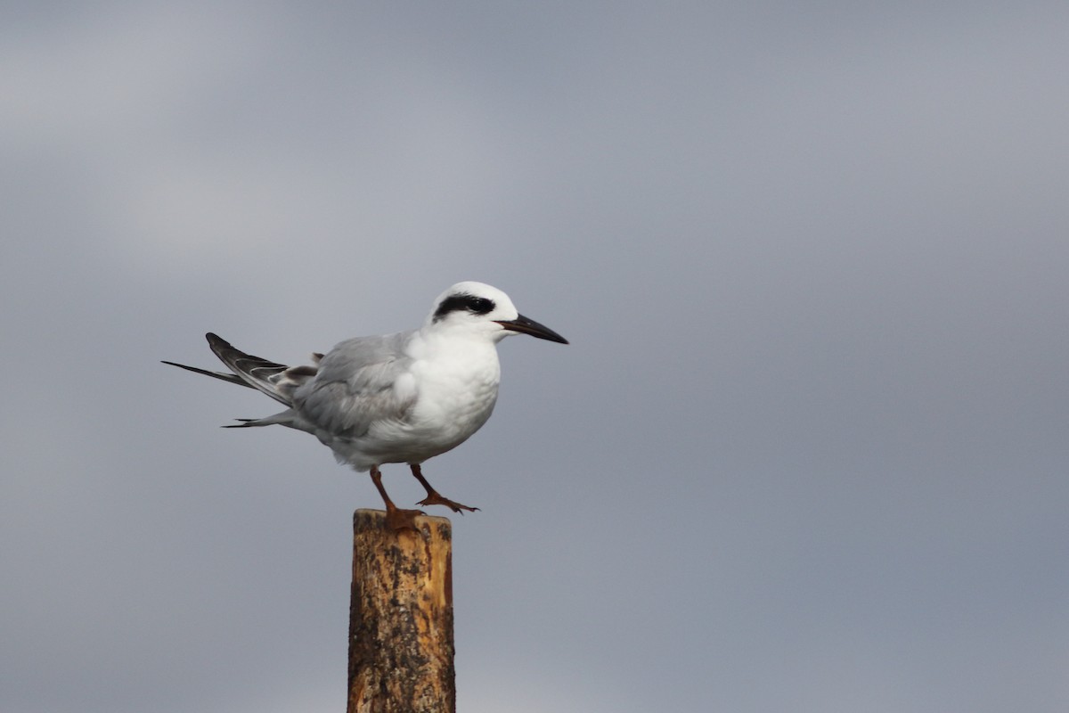 Forster's Tern - ML624053229