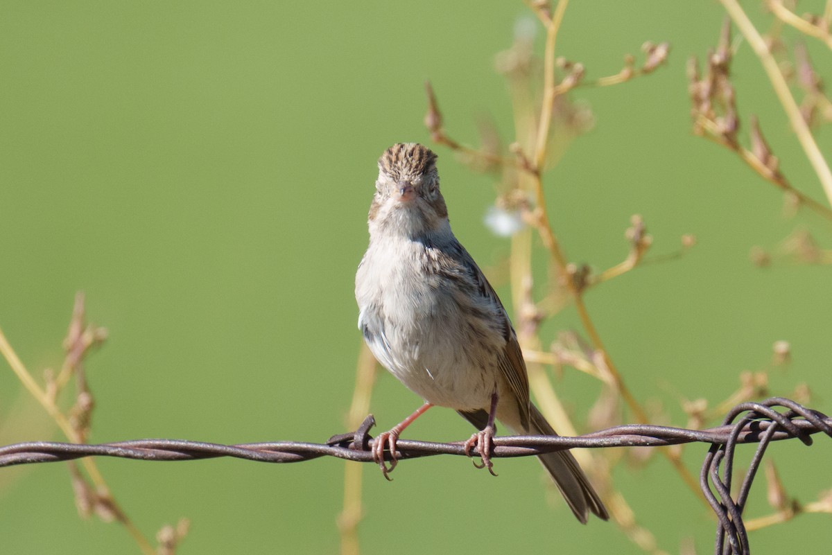 Brewer's Sparrow - ML624053246