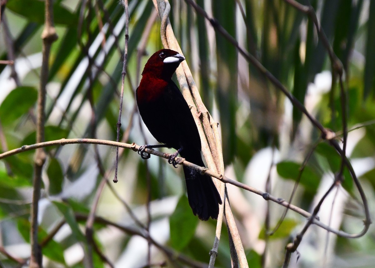 Silver-beaked Tanager - ML624053254