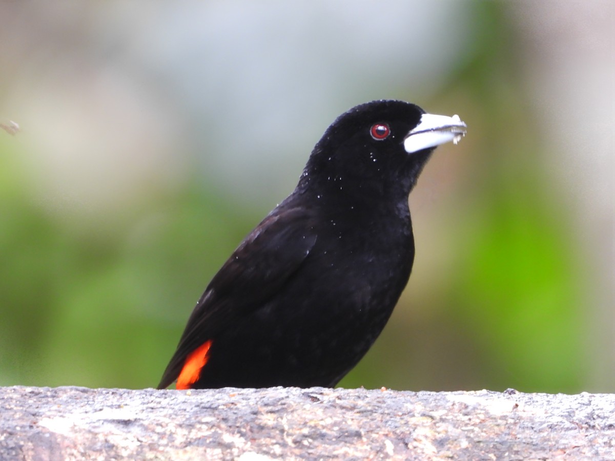 Flame-rumped Tanager - ML624053256