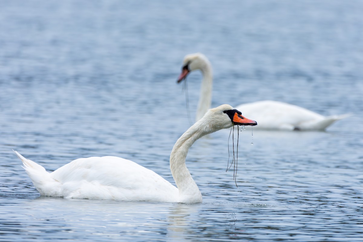 Mute Swan - ML624053262