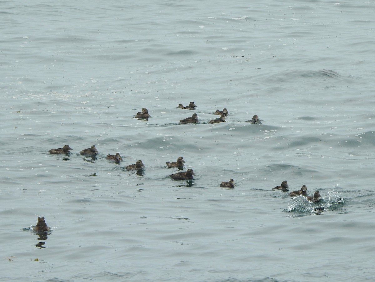 Common Eider - Vinod Babu