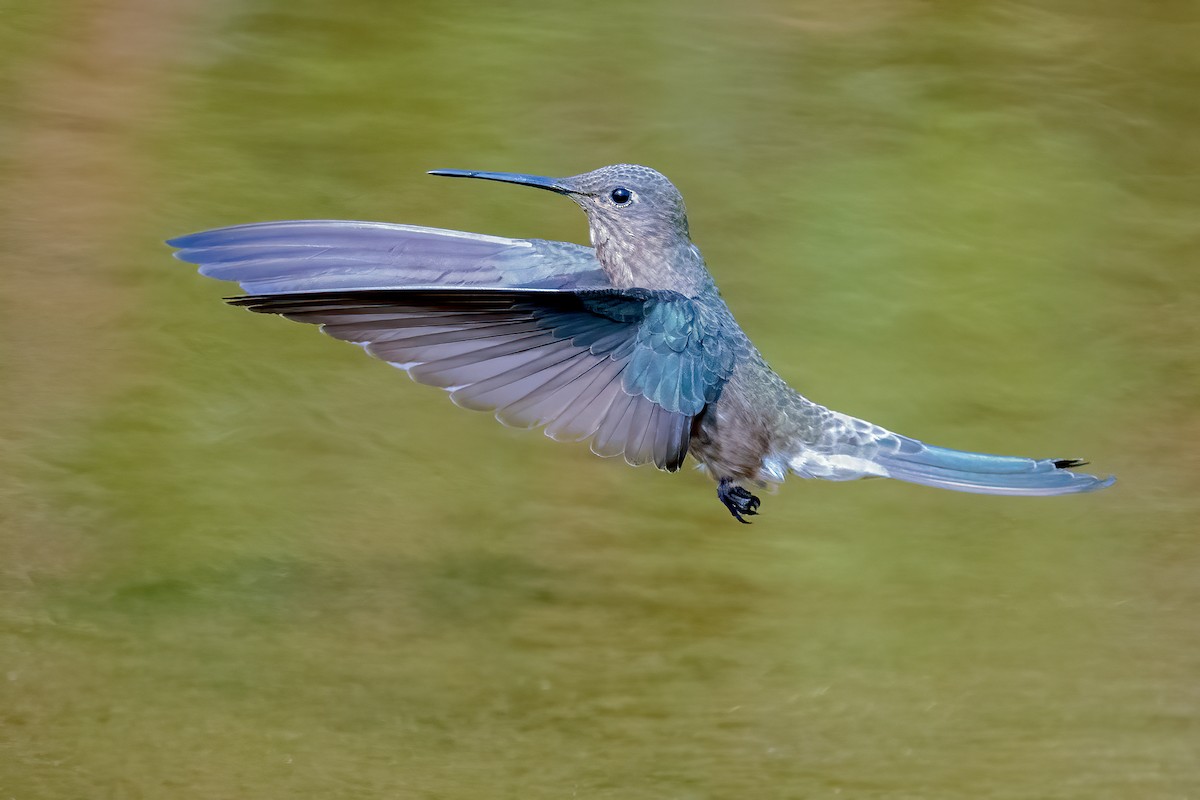 Colibri géant - ML624053272