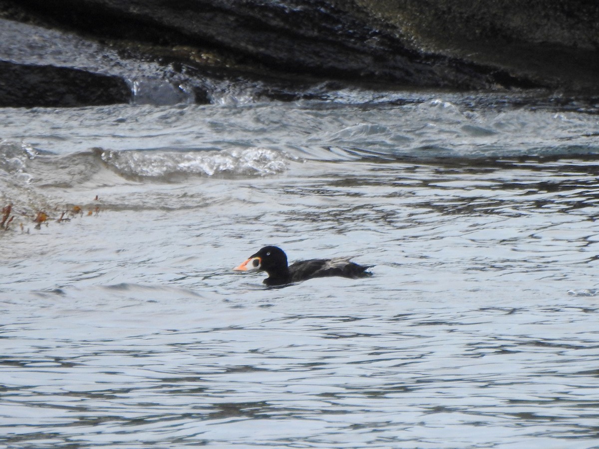 Surf Scoter - Vinod Babu