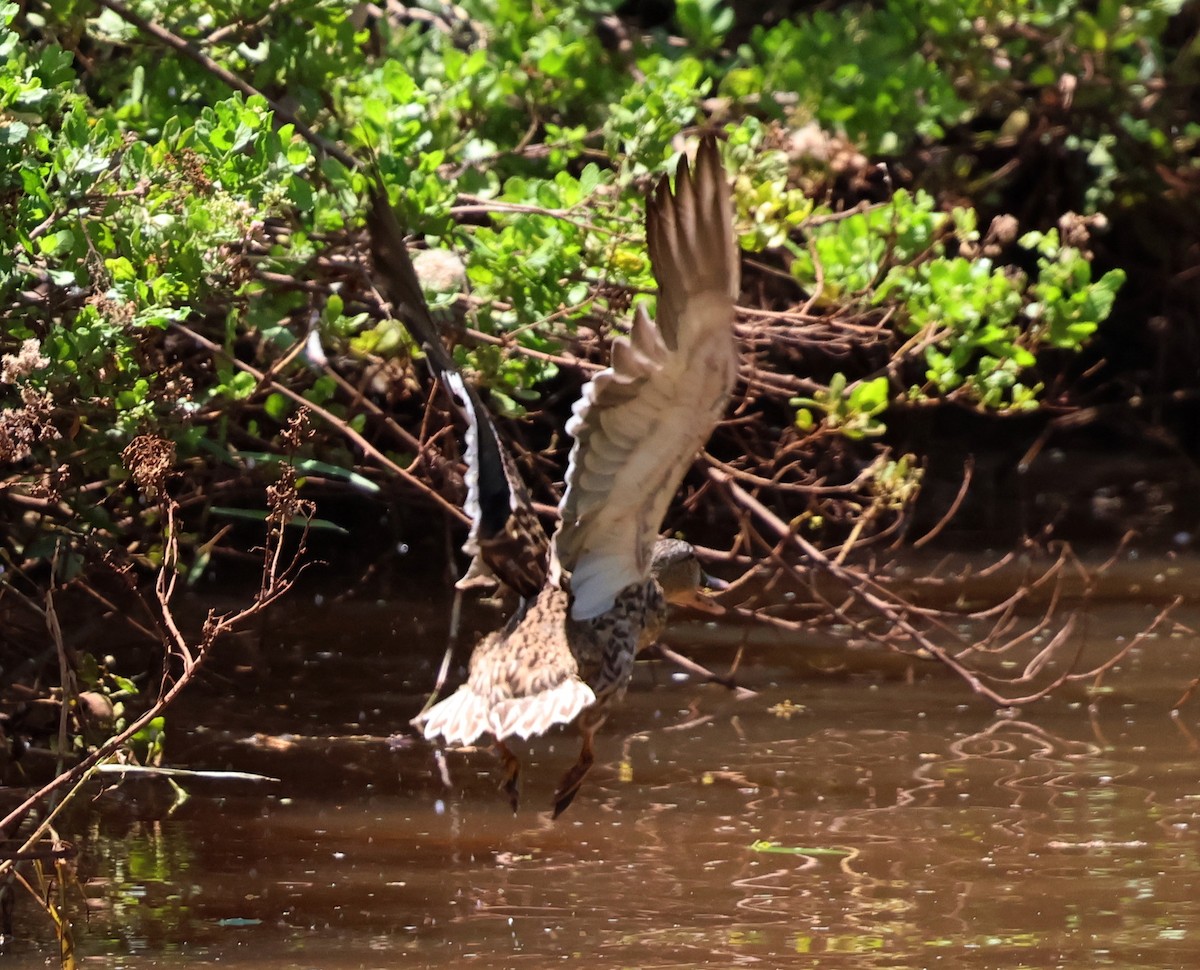 Hawaiian Duck - ML624053277