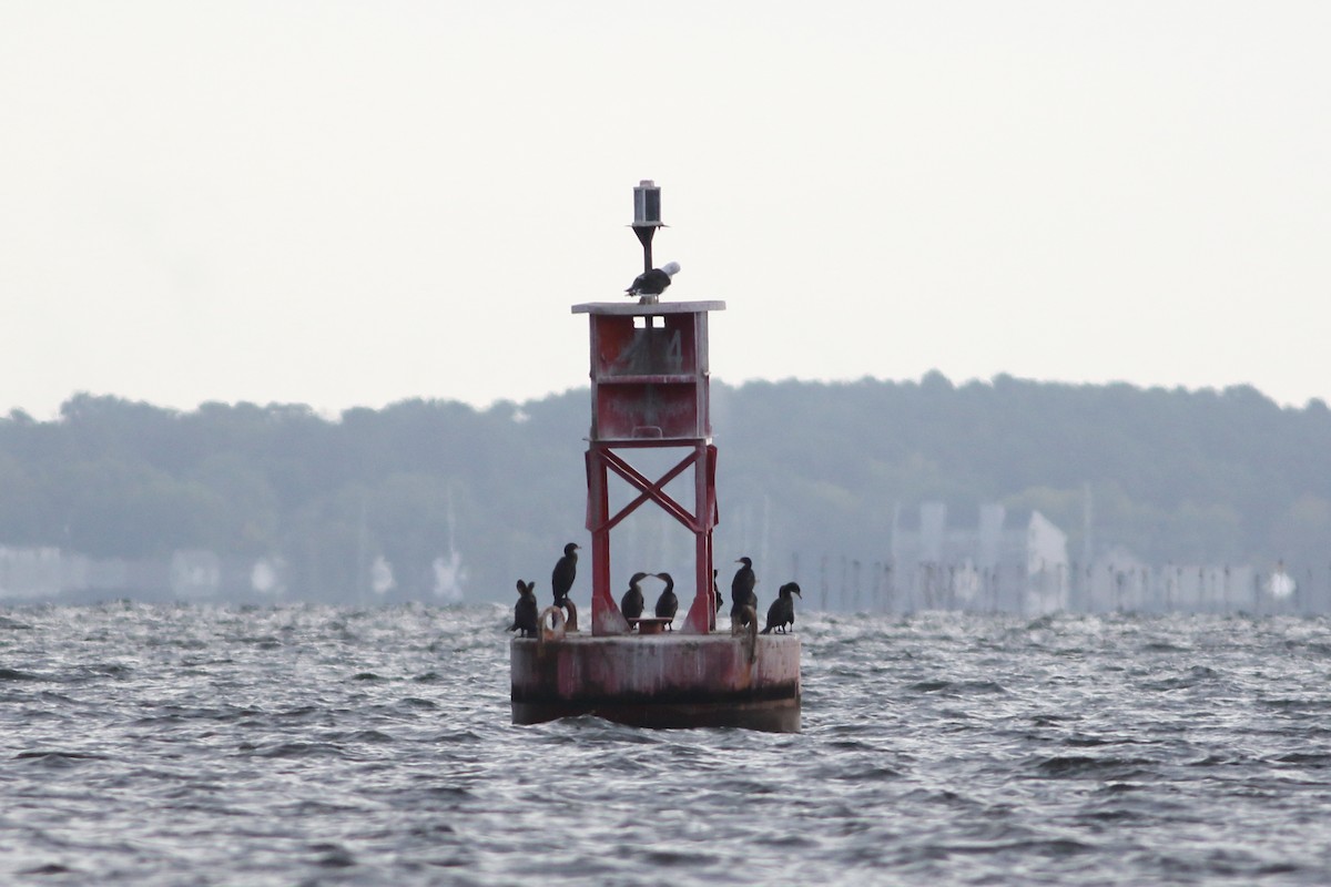 Double-crested Cormorant - ML624053278