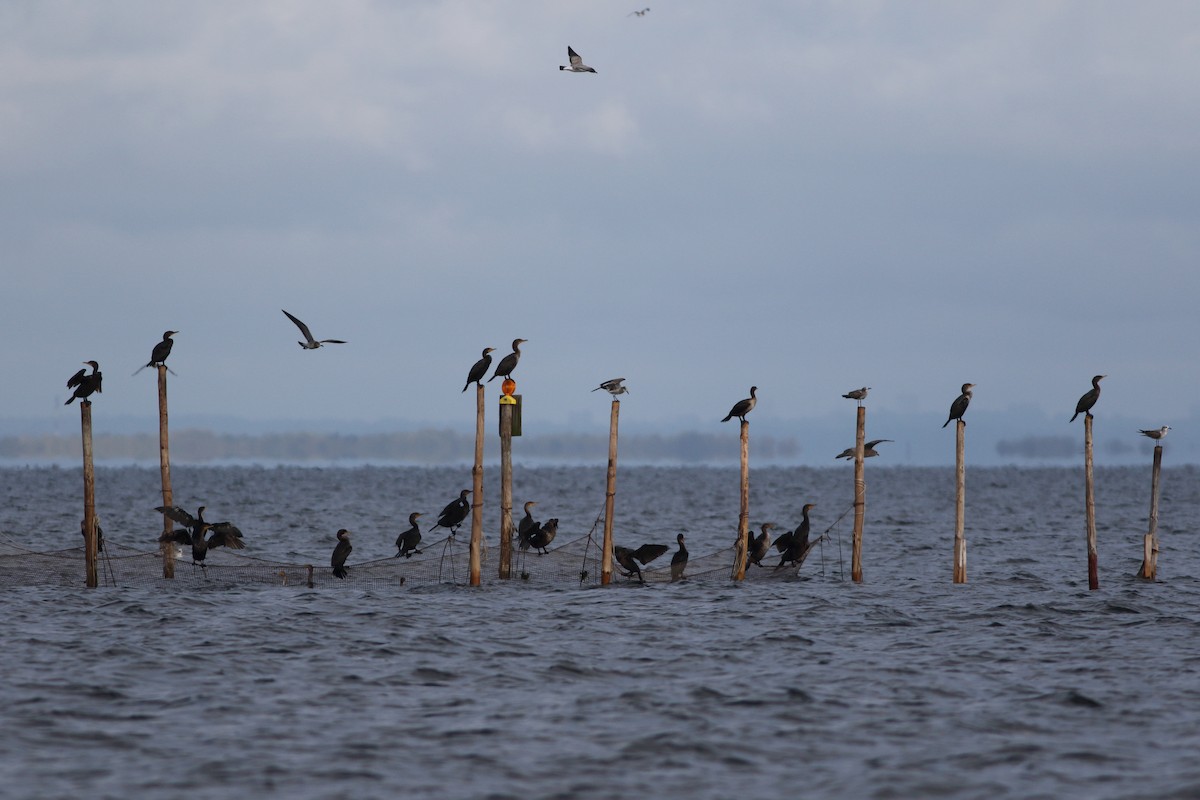 Double-crested Cormorant - ML624053279