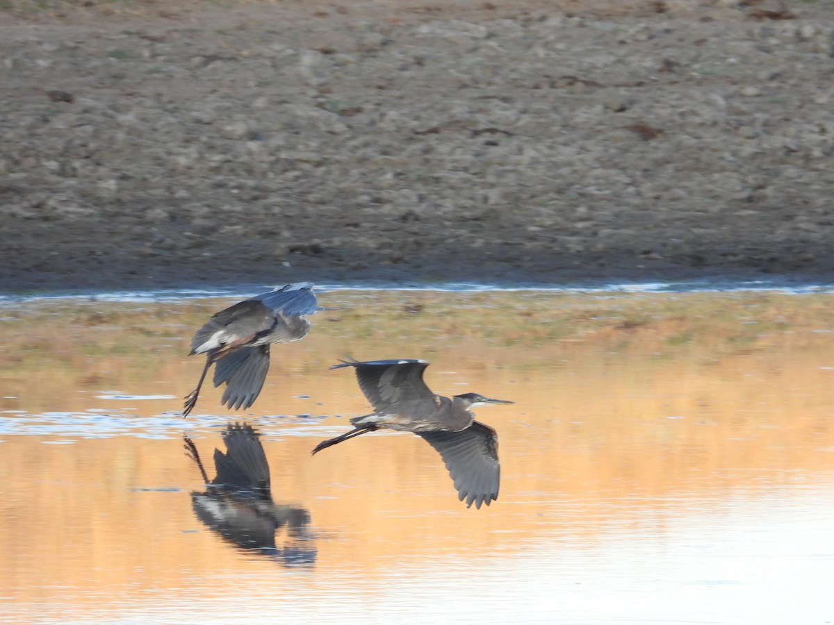 Great Blue Heron - ML624053282