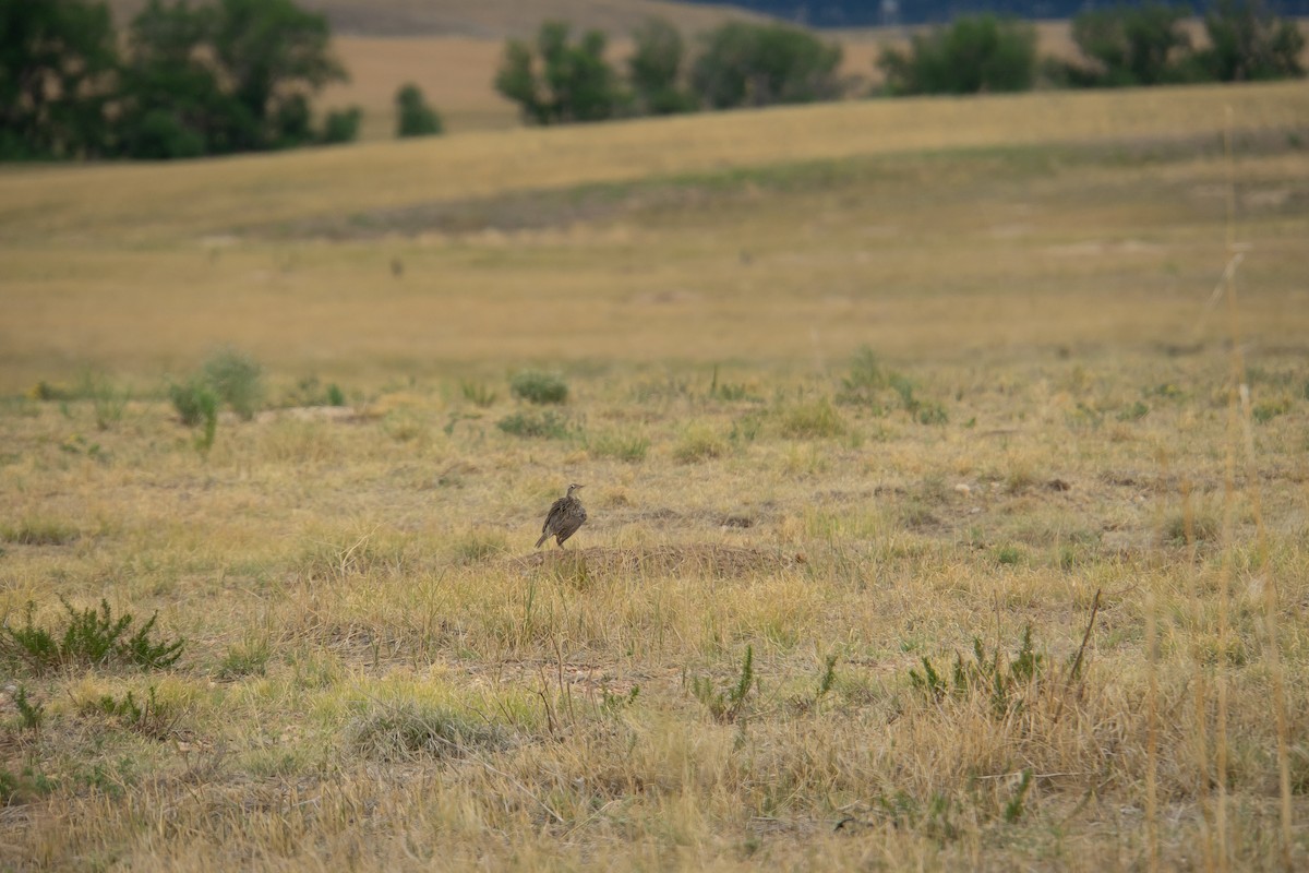 Western Meadowlark - ML624053288