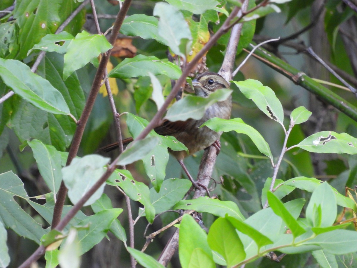 Swamp Sparrow - ML624053299