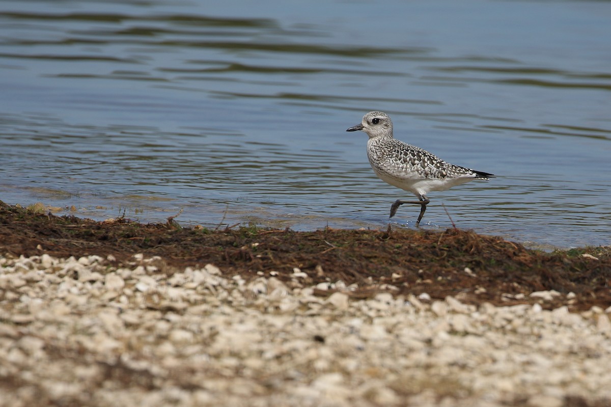 Black-bellied Plover - ML624053314