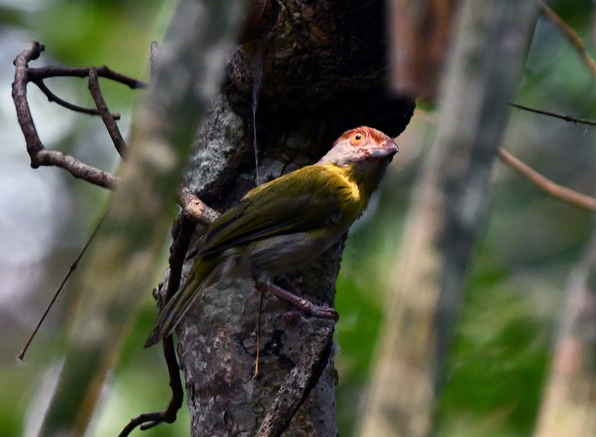 Rufous-browed Peppershrike - ML624053316