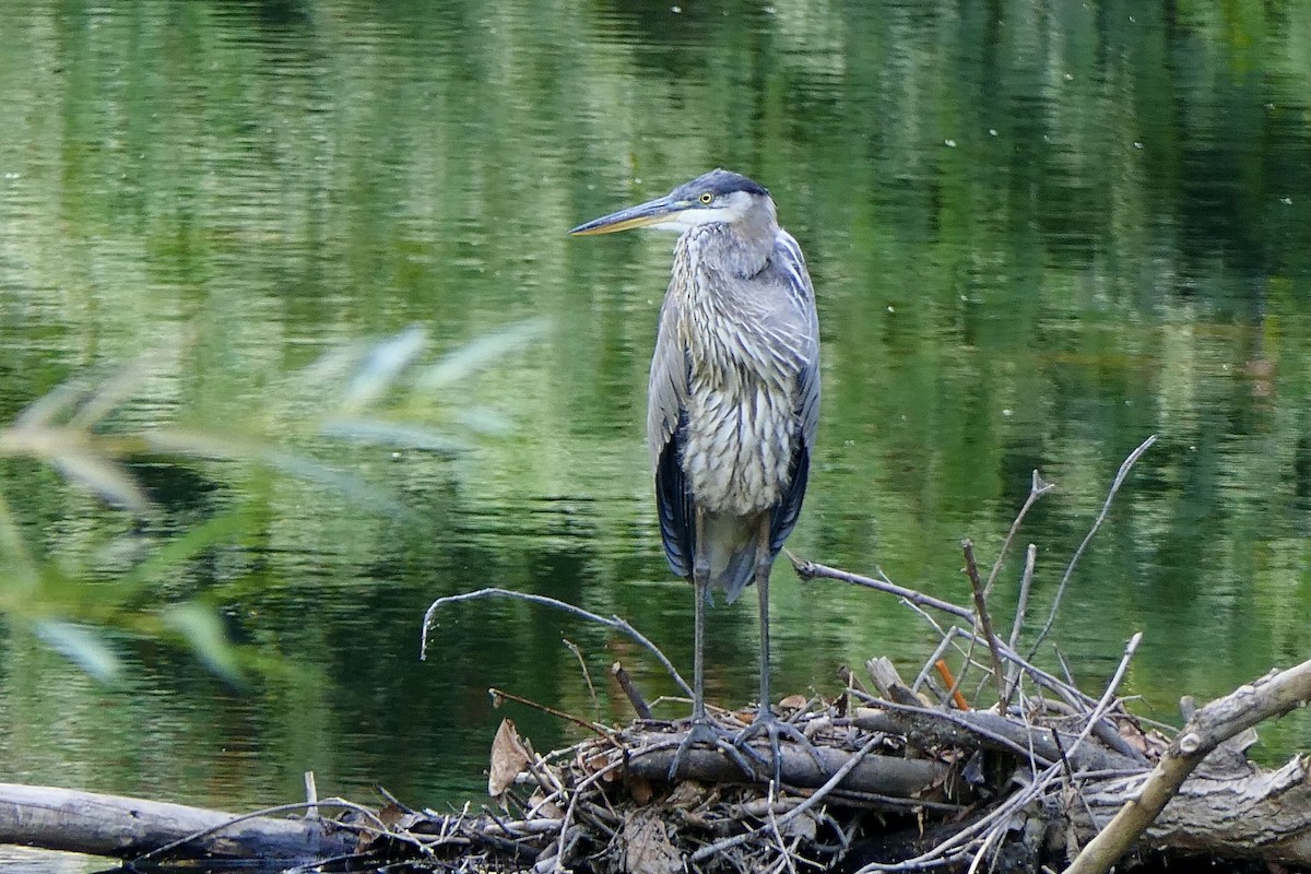 Great Blue Heron - ML624053322