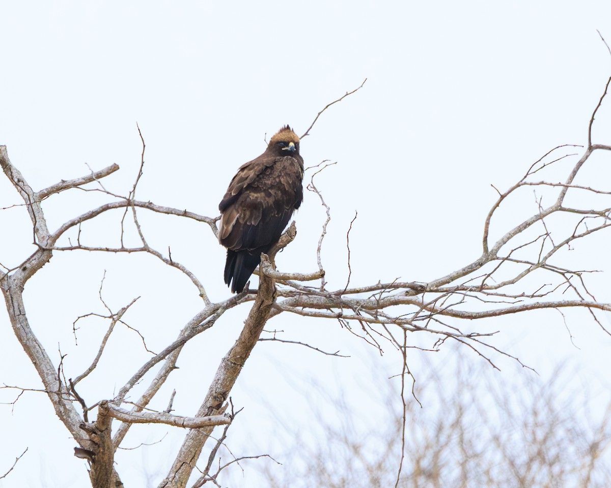 Wahlberg's Eagle - ML624053327