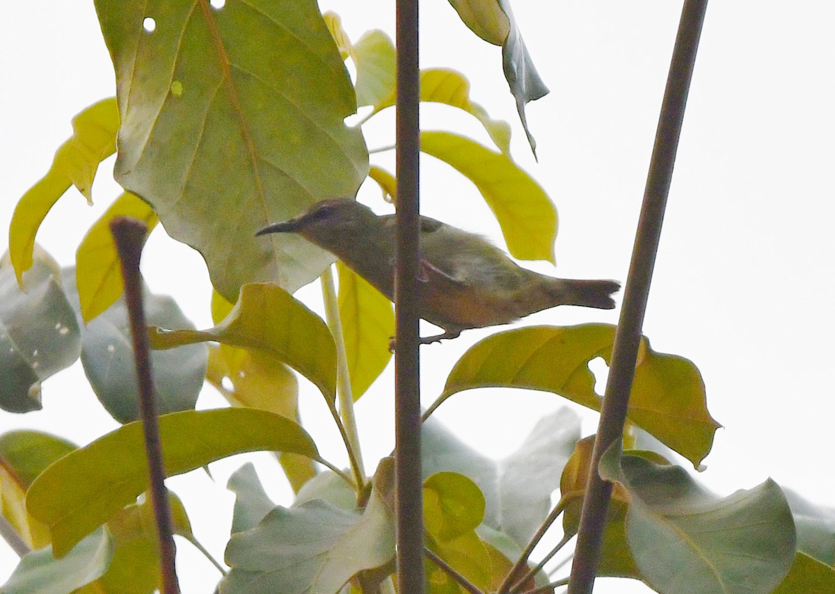 Red-legged Honeycreeper - ML624053331