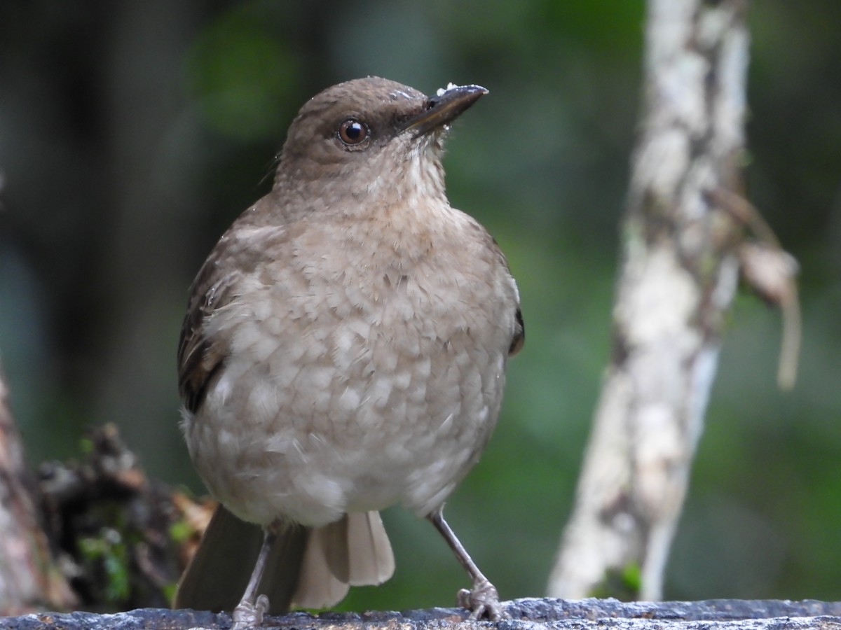 Black-billed Thrush - ML624053334