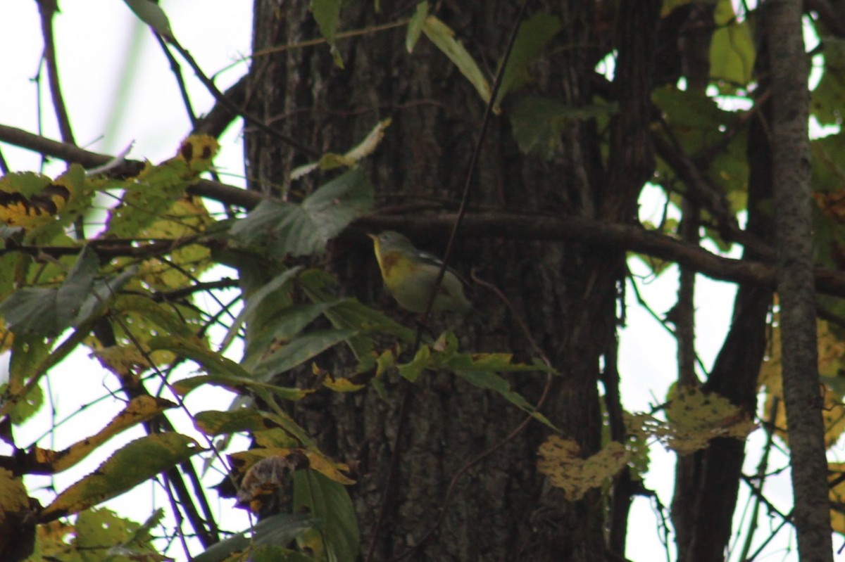 Northern Parula - ML624053336