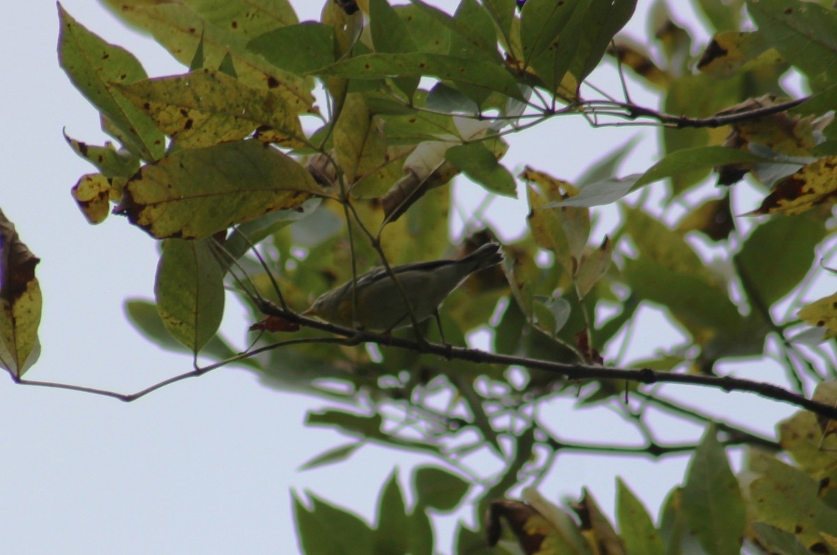 Northern Parula - ML624053337