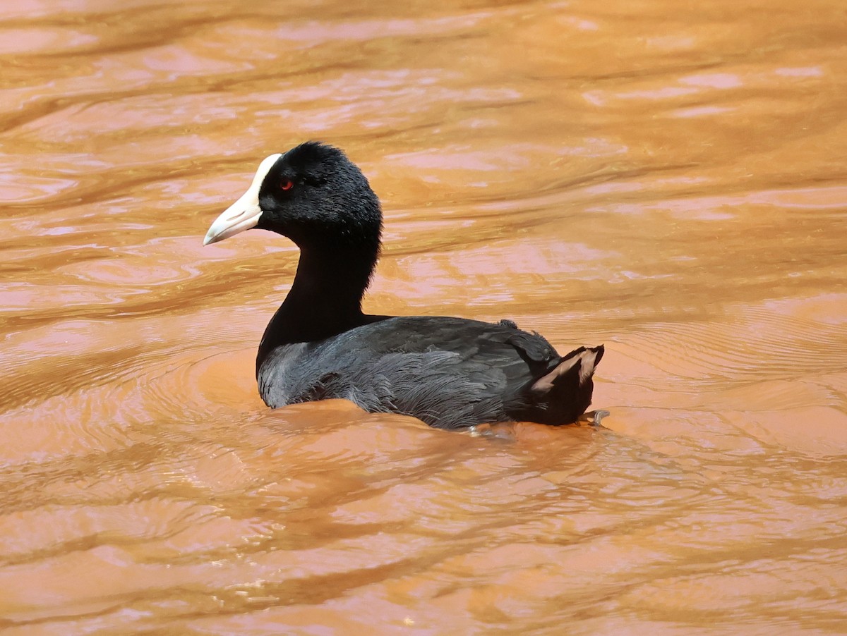 Hawaiian Coot - ML624053341