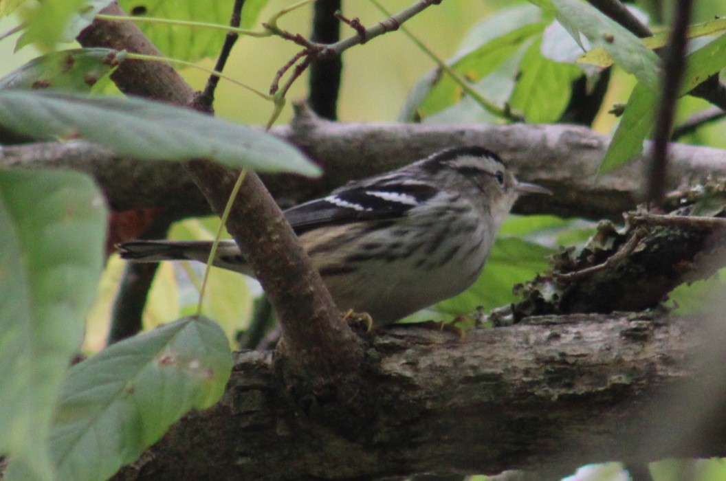 Black-and-white Warbler - ML624053364