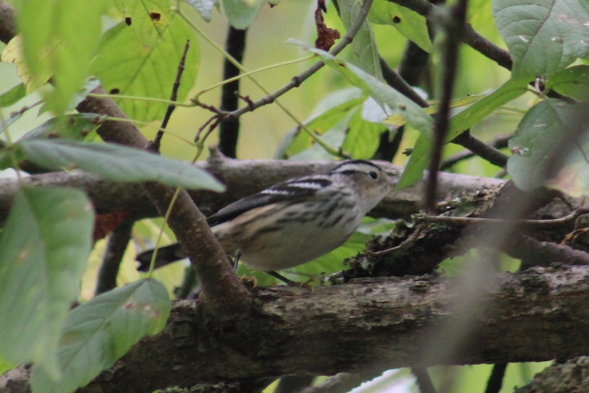 Black-and-white Warbler - ML624053365