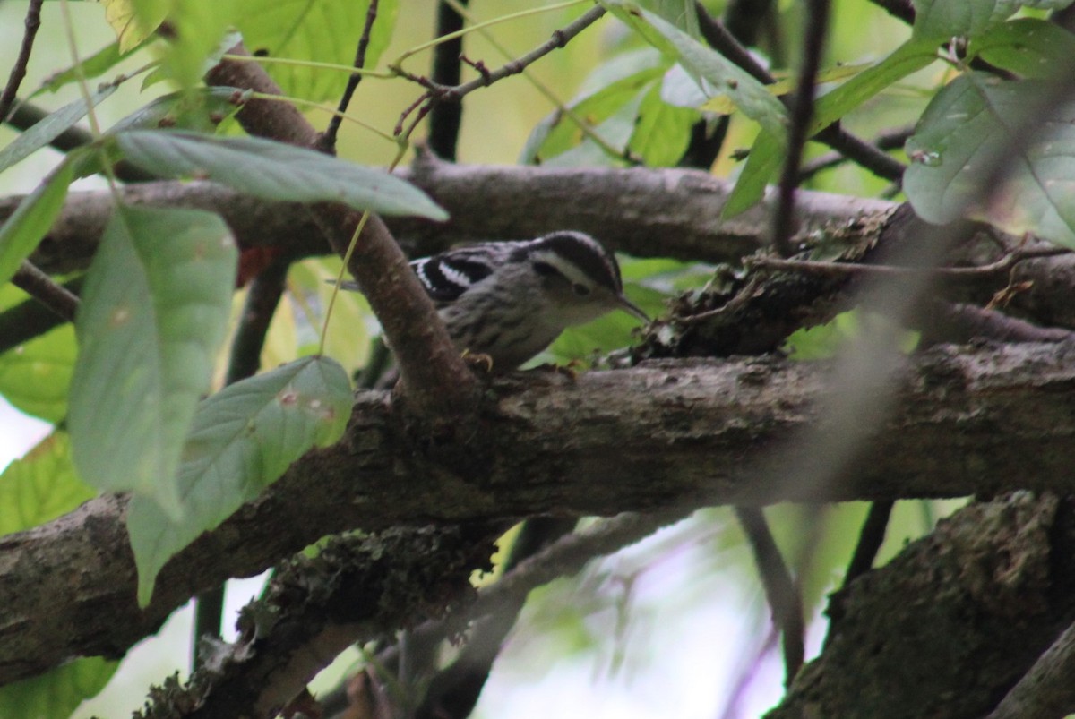 Black-and-white Warbler - ML624053366