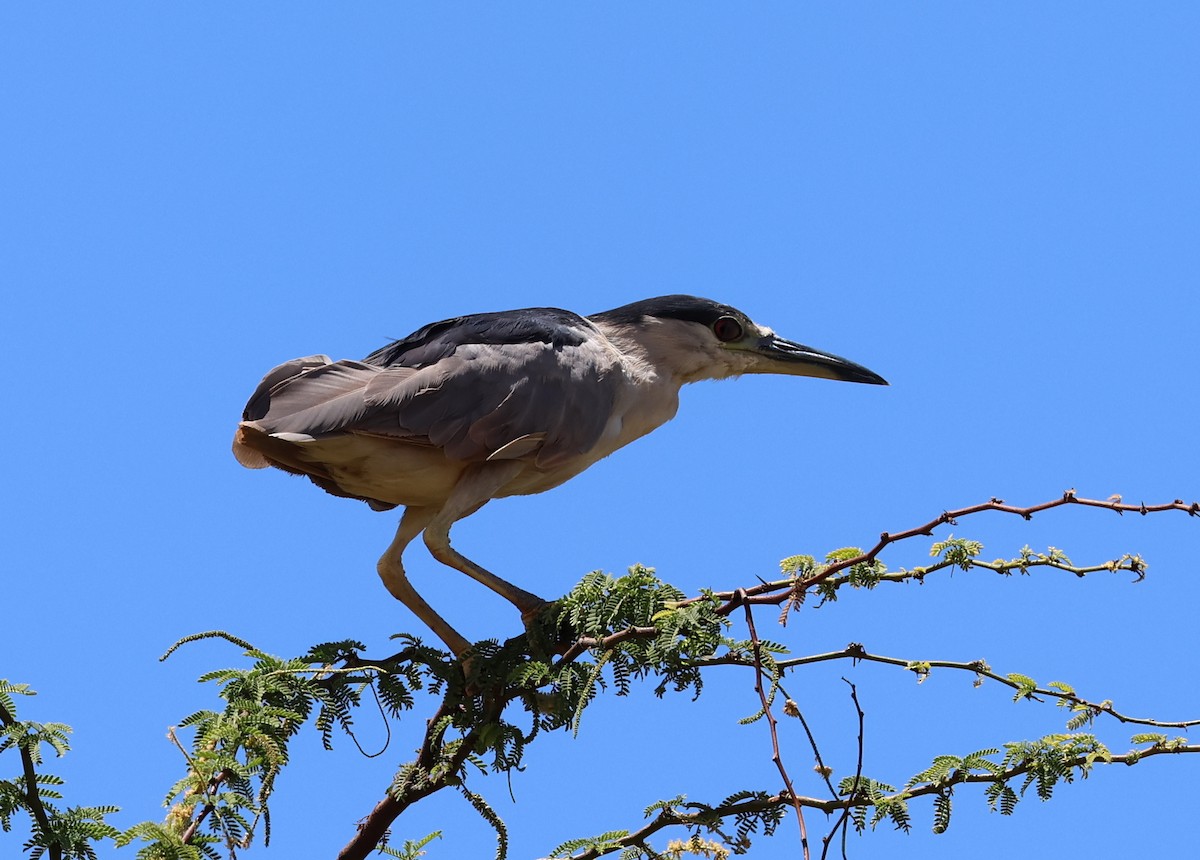 Black-crowned Night Heron - ML624053368