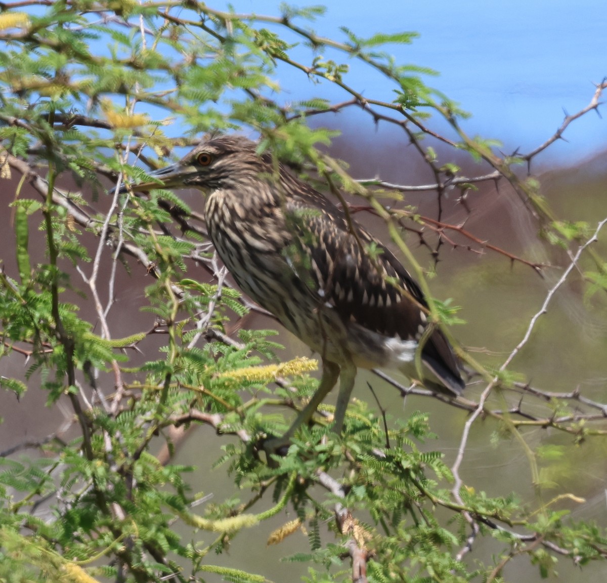 Black-crowned Night Heron - ML624053369