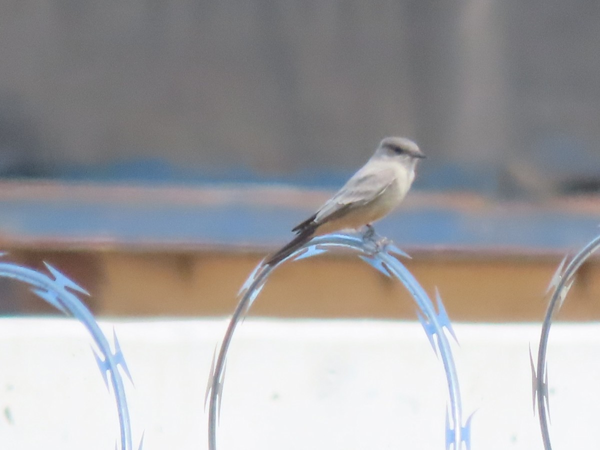 Say's Phoebe - ML624053372