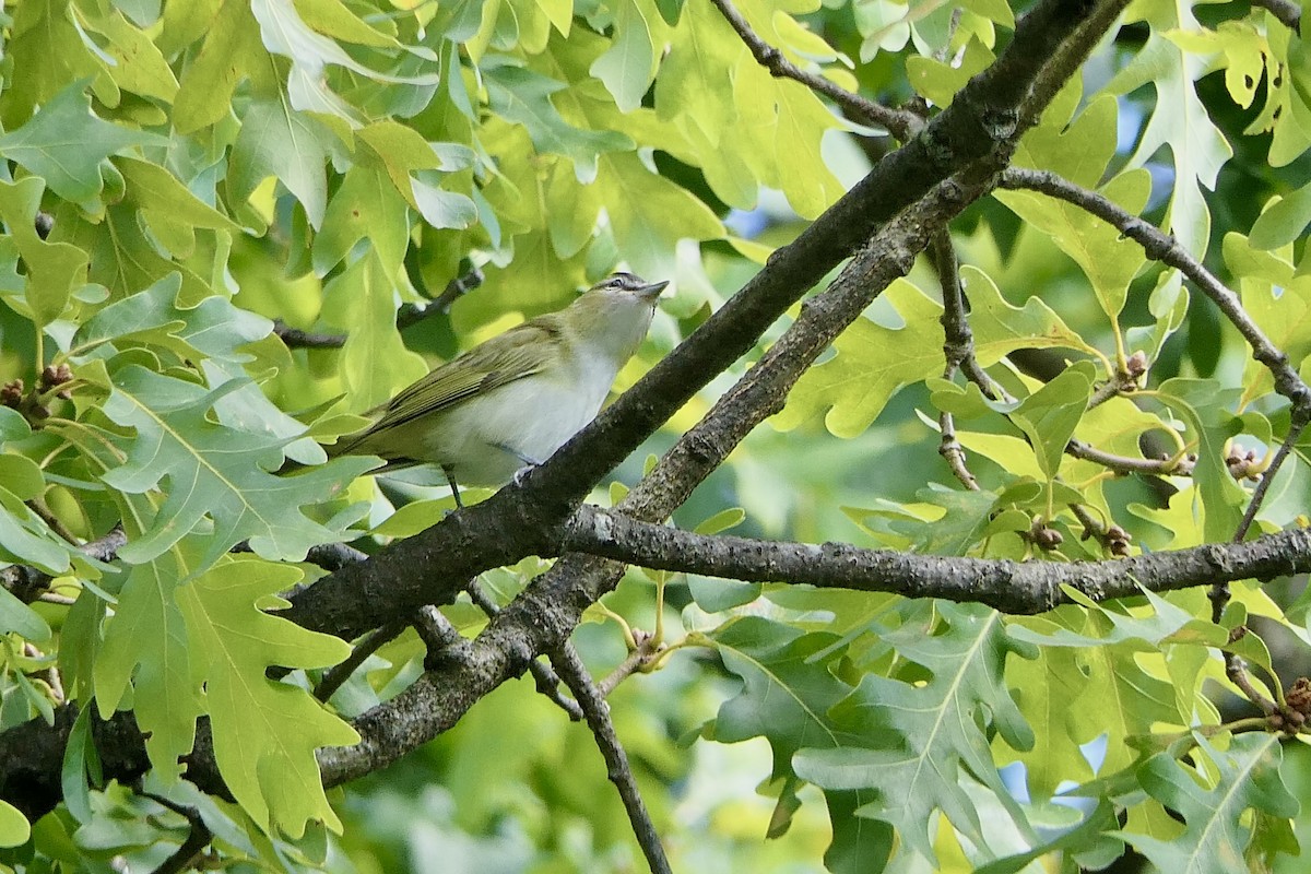 Red-eyed Vireo - ML624053373