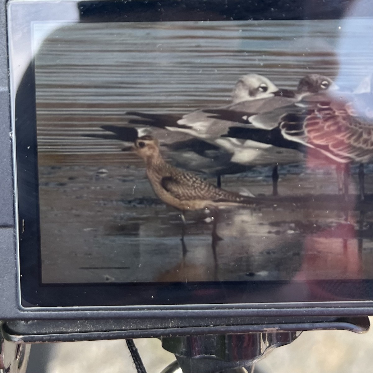 American Golden-Plover - ML624053374