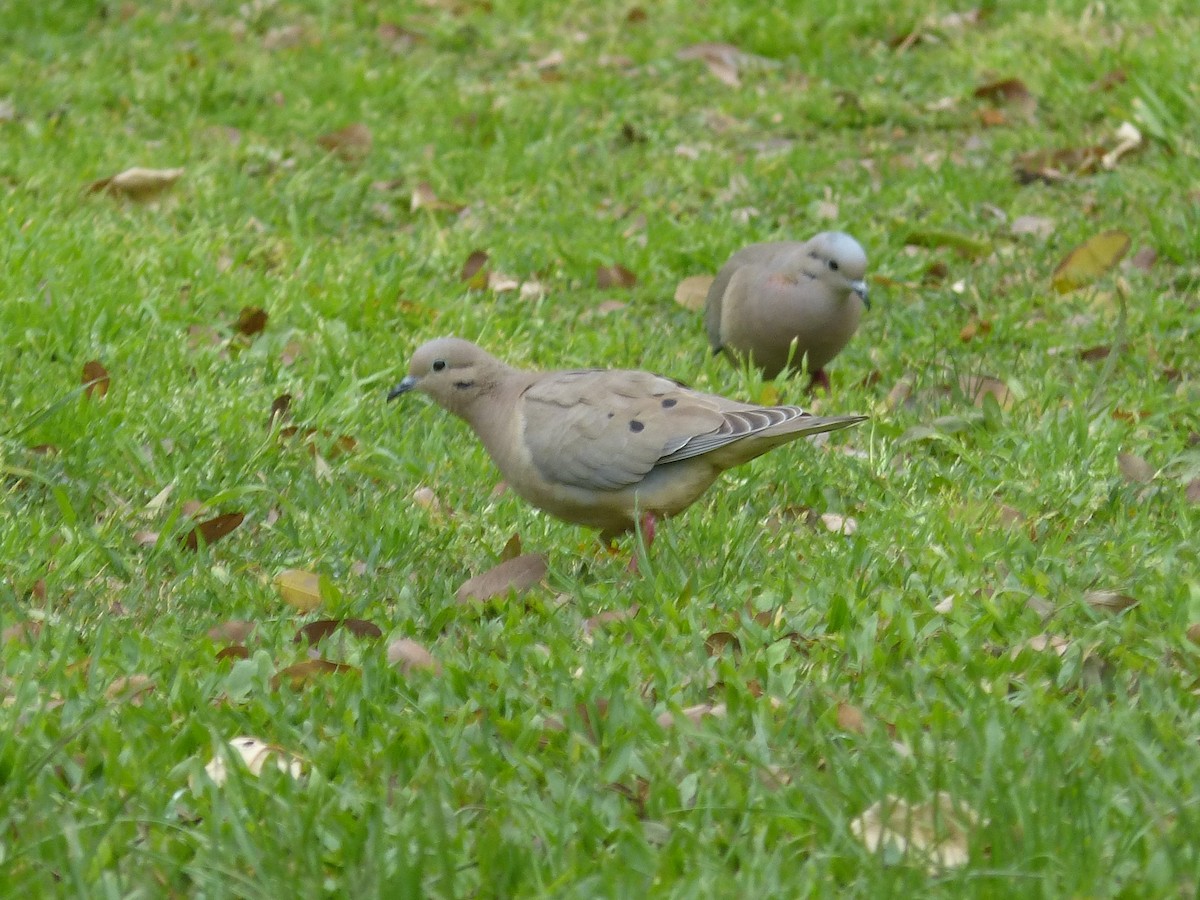 Eared Dove - ML624053375