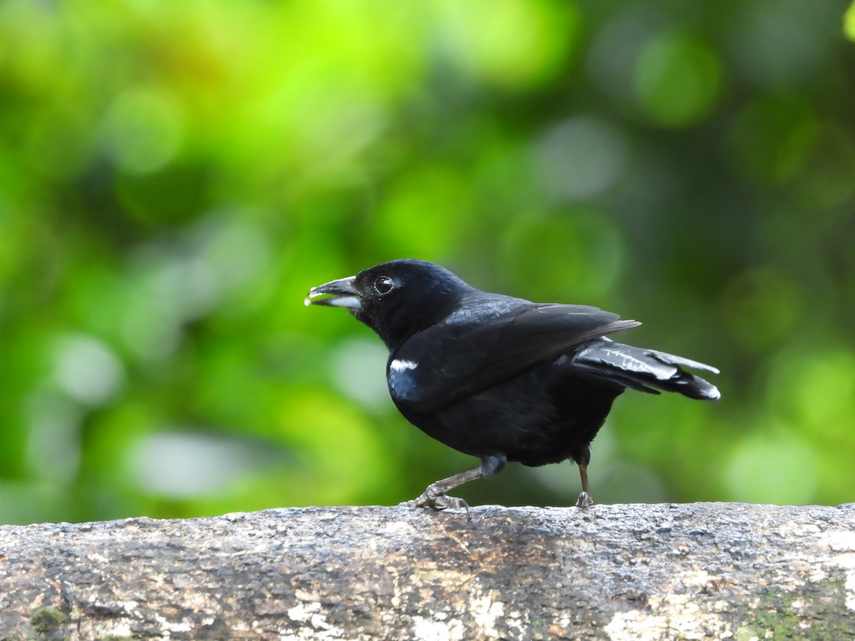 White-lined Tanager - ML624053379