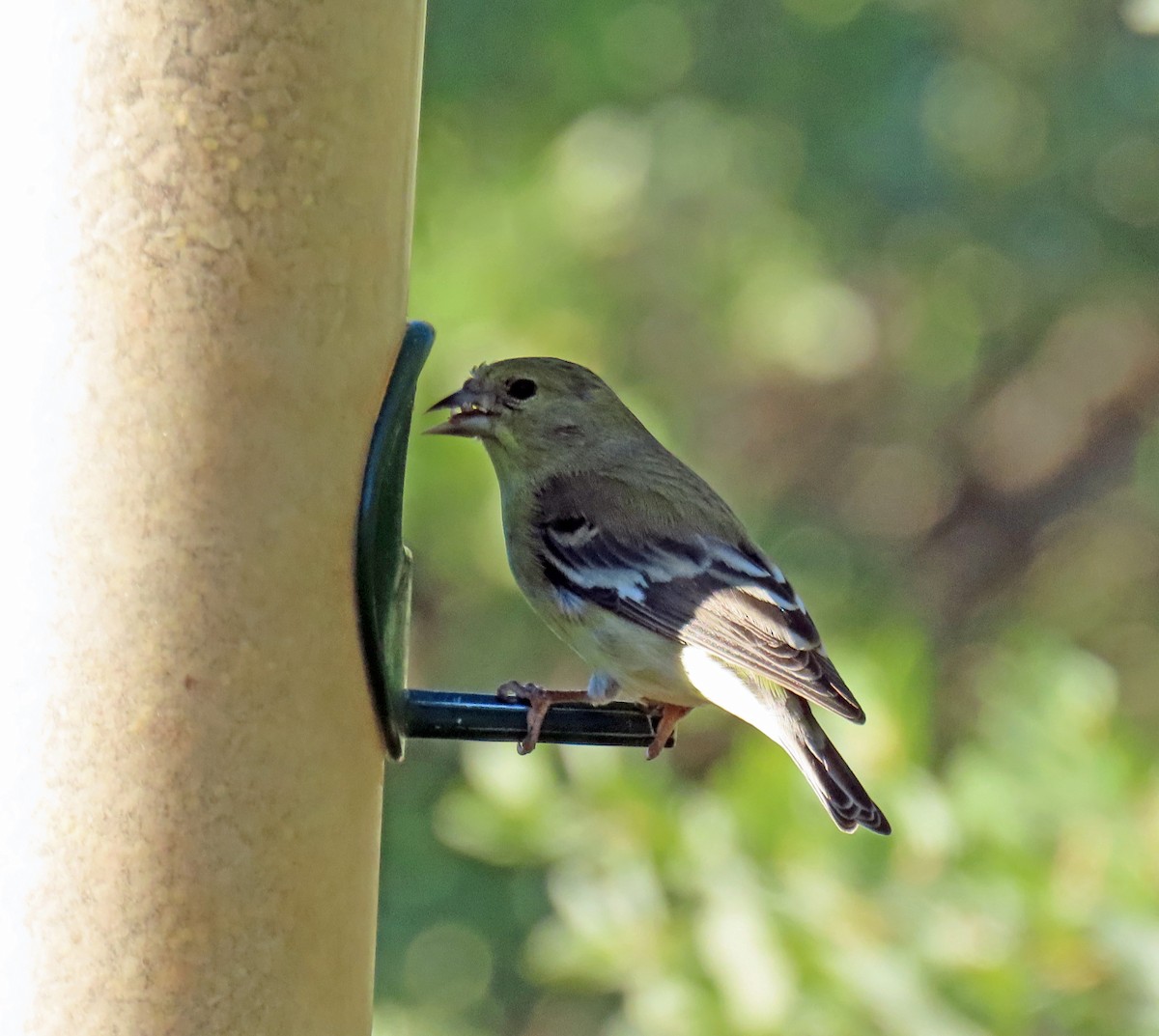 Lesser Goldfinch - ML624053383