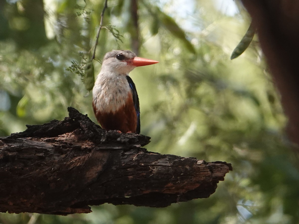 Gray-headed Kingfisher - ML624053384